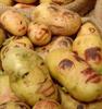 potato art