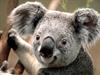 koalae man
