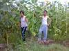 aa