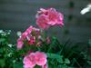اینم یکی دیگه دیگه از کارای خودمه ایمیل من 
art_novin@yahoo.com
عضو پولی نیستم نمی تونم کارت پستالهاو پیا مهاتونو بخونم 
