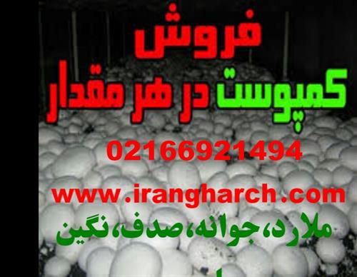تولید قارچ
