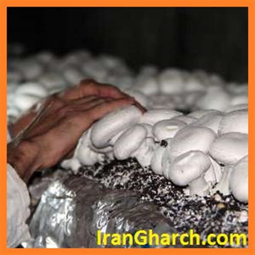 تولید قارچ