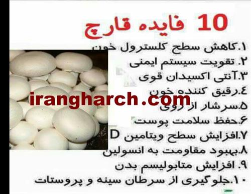 تولید قارچ