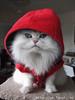 persian cat whit hat
