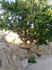 این تنها درخت توتی است که در کنار سراب روانسر زنده مانده و هنوز پا برجاست.اما در کنار آن یک تخته سمگ به نام سنگ زنگیه که نام پادشاهی است که در دوران حکومتش برای سر بریدن محکومان از آن استفاده می کرده