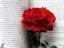 behzad