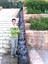 morteza