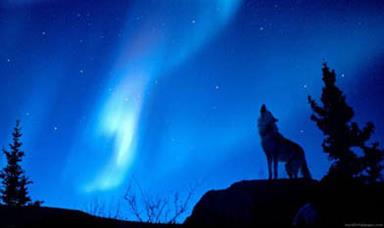 night wolf