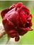 mohsen