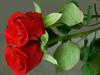 armila...... 