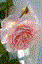 hamid