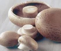 mushrooms dehghan