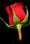 hamed