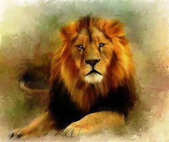 shahab lion