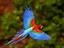 omid