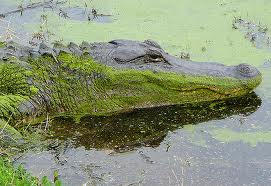green alligator