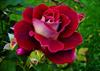 royarose 