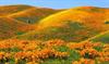 عسل فروش