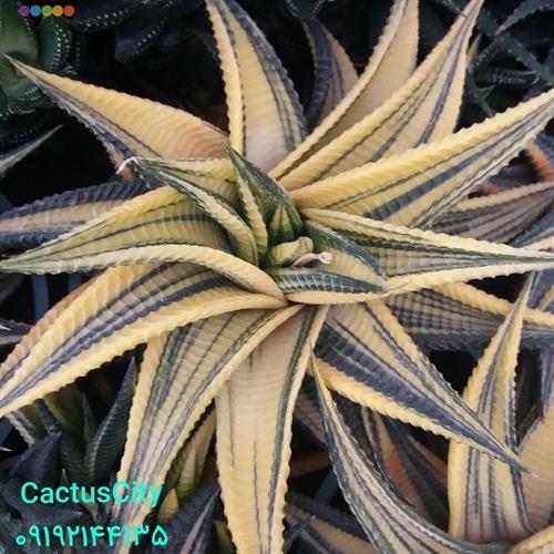 bebeka&nbsp;cacti