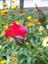 mohsen