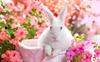 asal