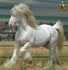 hossienyousefi 