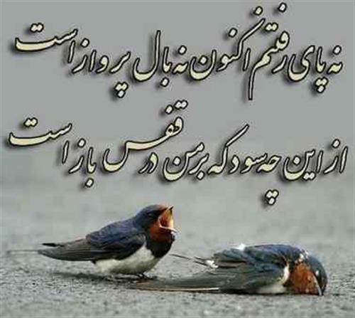 pooya&nbsp;hasani