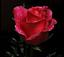 saed