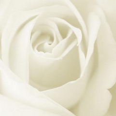 white rose white rose